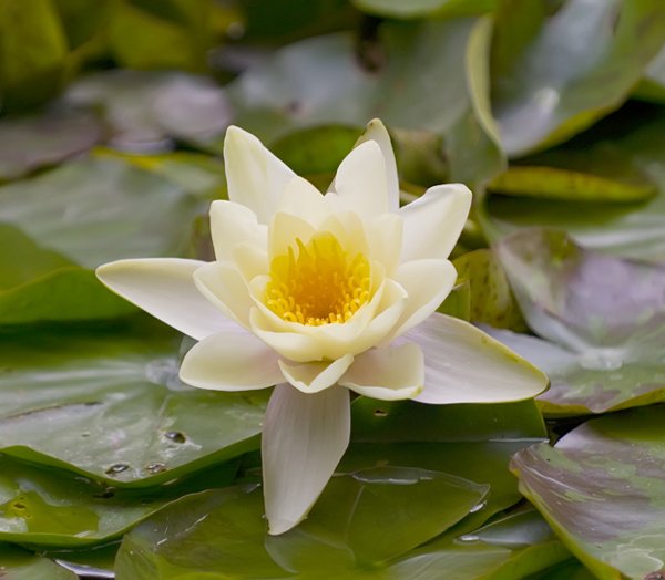 Lotus flower — symbol of the practice
